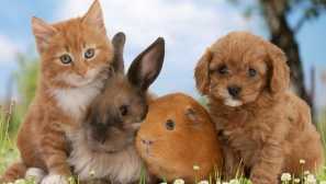 Zvířecí daň v rusku v roce 2019: kolik a pro které musíte zaplatit